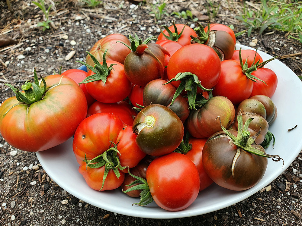 choisir 2 comment recolter graines tomates petit potager bio