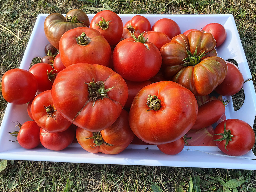 choisir tomates comment recolter graines tomates petit potager bio