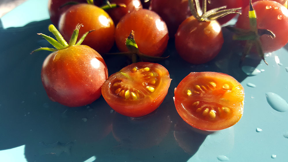 couper tomates comment recolter graines tomates petit potager bio