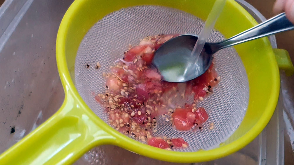ecraser pulpe tamiser comment recolter graines tomates petit potager bioeau