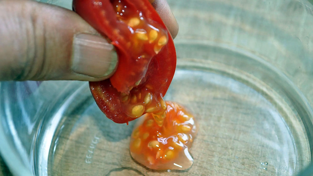 extraire graines tomates comment recolter graines tomates petit potager bio