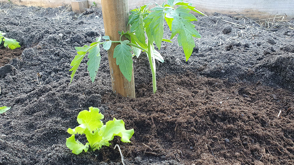 planter tomates association petit potager