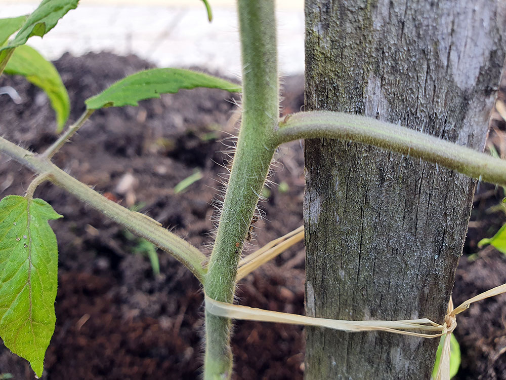 planter tomates attacher tuteur petit potager