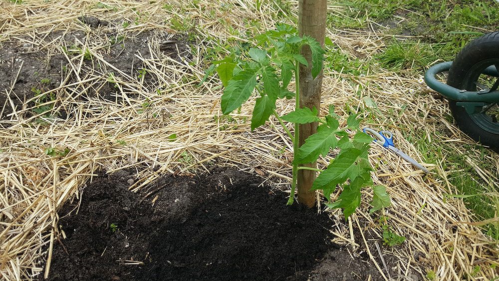 planter tomates ok petit potager