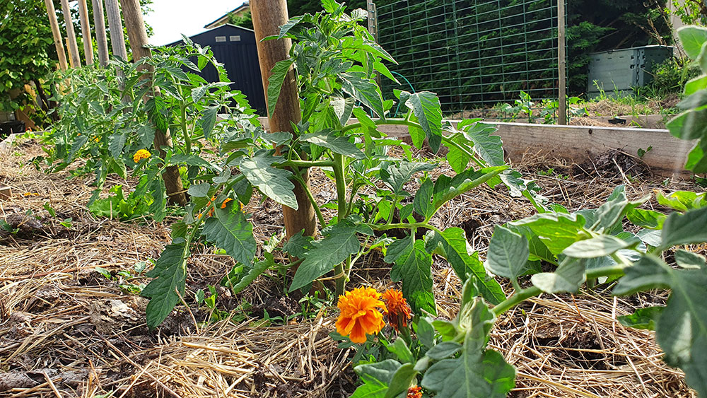 planter tomates petit potager