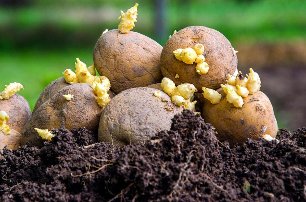 pommes de terre comment cultiver planter germer petit potager bio