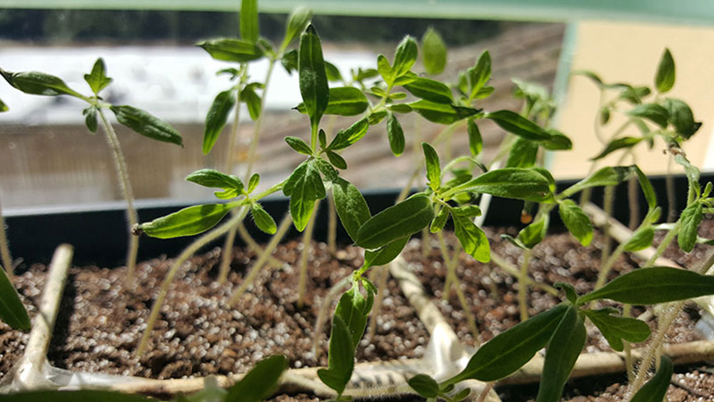plantules semis tomates jardin potager bio